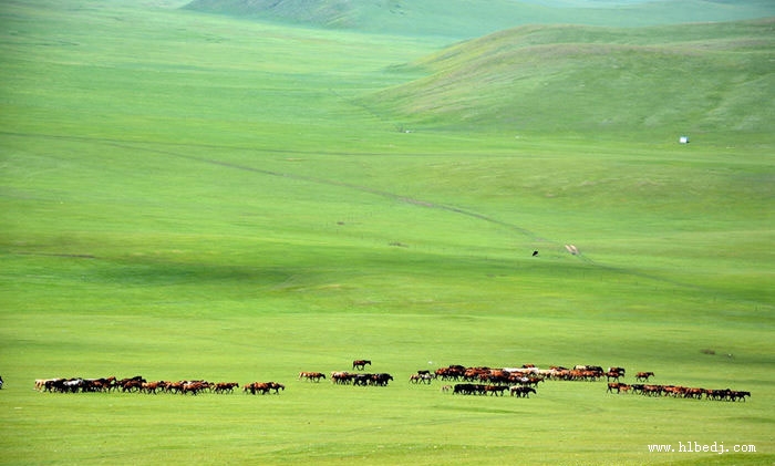 呼倫貝爾草原